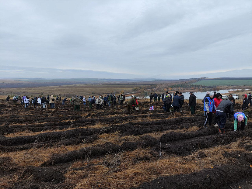 Осенью в Саратовской области высадят 3 миллиона сеянцев 