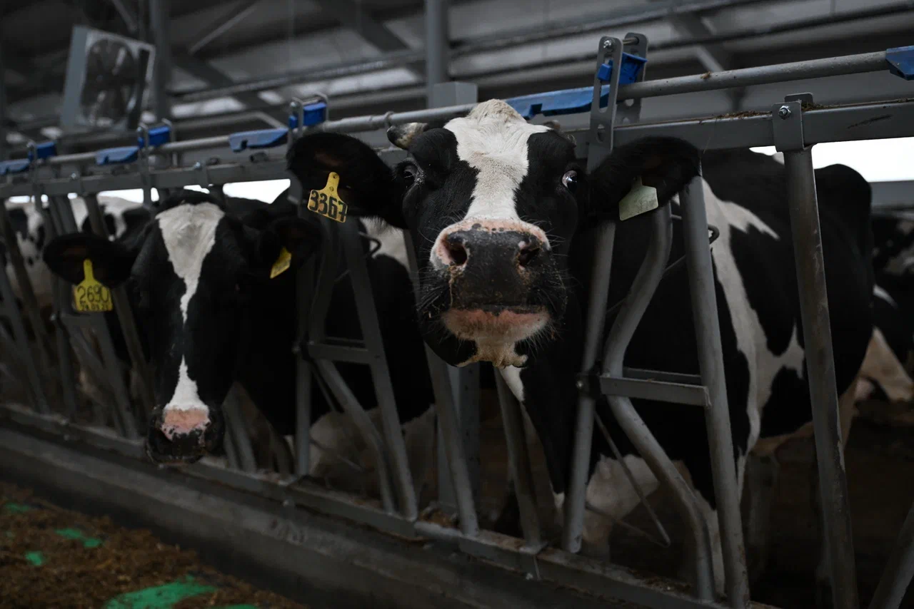 Удмуртия вышла на 4 место по объему производства молока в стране
