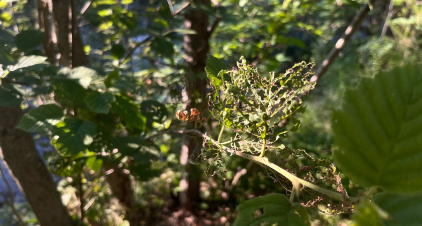 ВТБ выделил молодым экологам гранты на 11,6 миллионов рублей