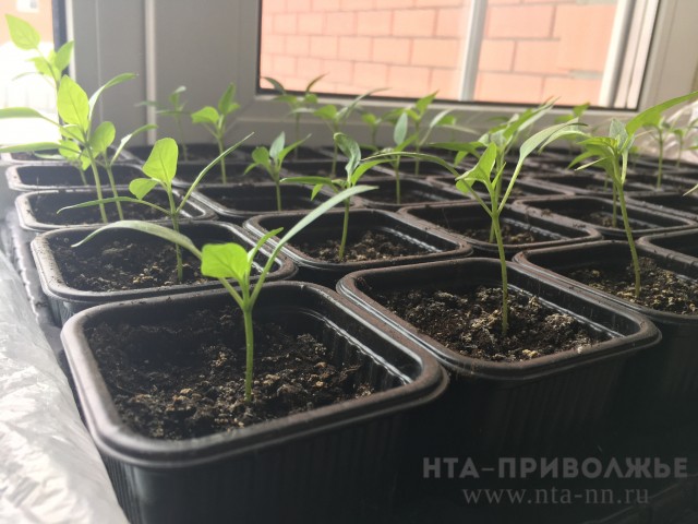Выращивание гибридов