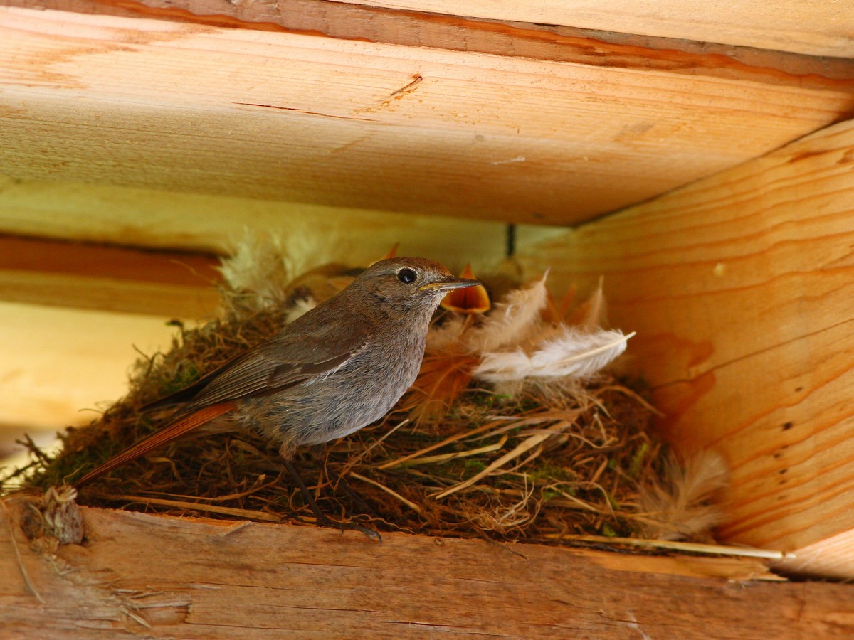 Амадин гульда птенцы. Как вырастить птенца. Птенцы воробьев в гнезде. Разоренные гнезда птиц. Дом птенцов.