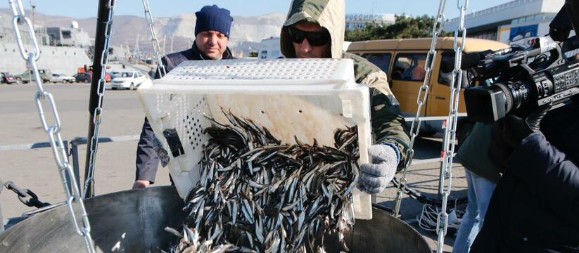 Фестиваль хамсы в новороссийске расписание. Фестиваль хамсы в новороссийске 2021. Праздник хамсы в новороссийске. Фестиваль хамсы в новороссийске расписание. Фестиваль хамсы в новороссийске.