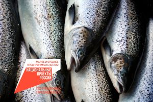 В Черноморском районе продолжает развиваться лососево-осетровое хозяйство благодаря предоставленному поручительству