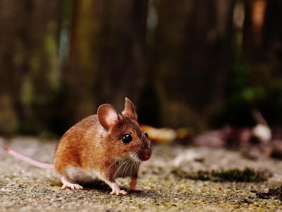 С января по май в Саратовской области 17 человек заболели мышиной лихорадкой