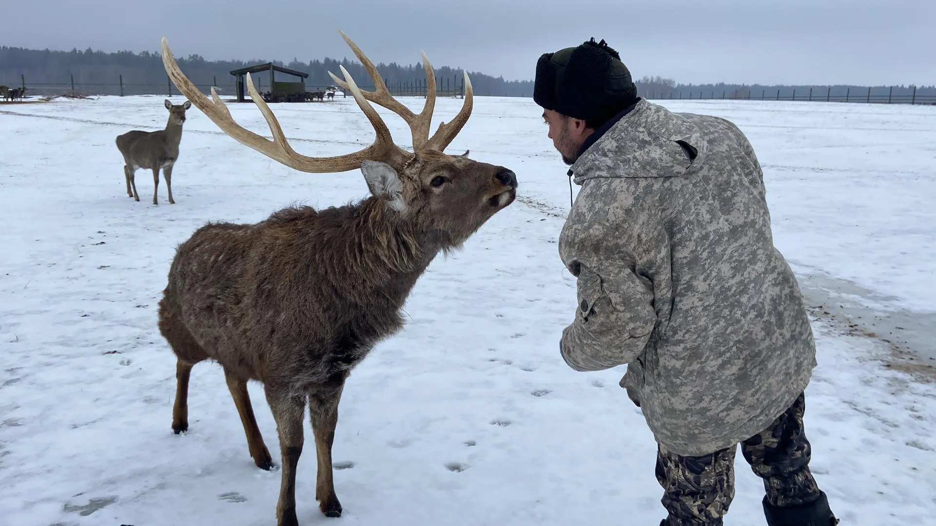 Оленья ферма московская. Оленья ферма Ставропольский край. Оленья ферма в Анциферово. Оленья ферма Львово. Оленья ферма в Орехово-Зуево.