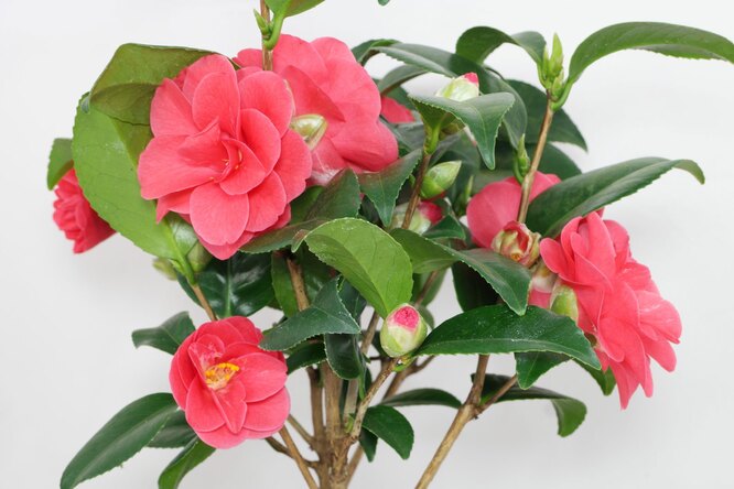 Камелия японская в домашних условиях фото How to grow up a camellia in house conditions Society Seldon News