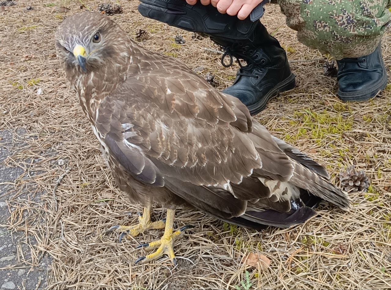 Смоленские таможенники спасли канюка от гибели