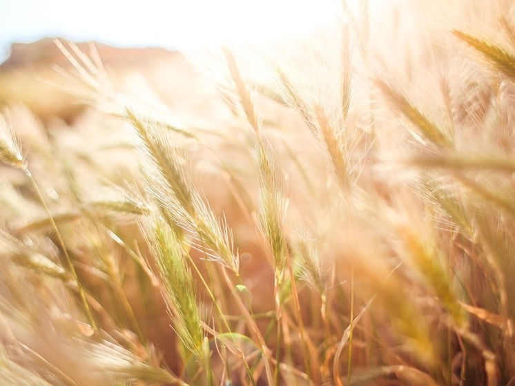 На Алтае намолотили более двух миллионов тонн пшеницы