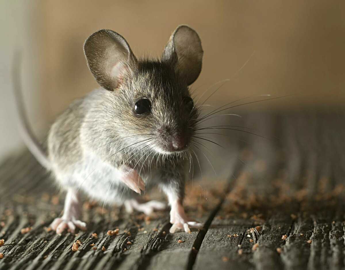 I mouse. Домовая мышь mus musculus Linnaeus. Мышь домовая серая. Мышь полевка серая. Мышка серая.
