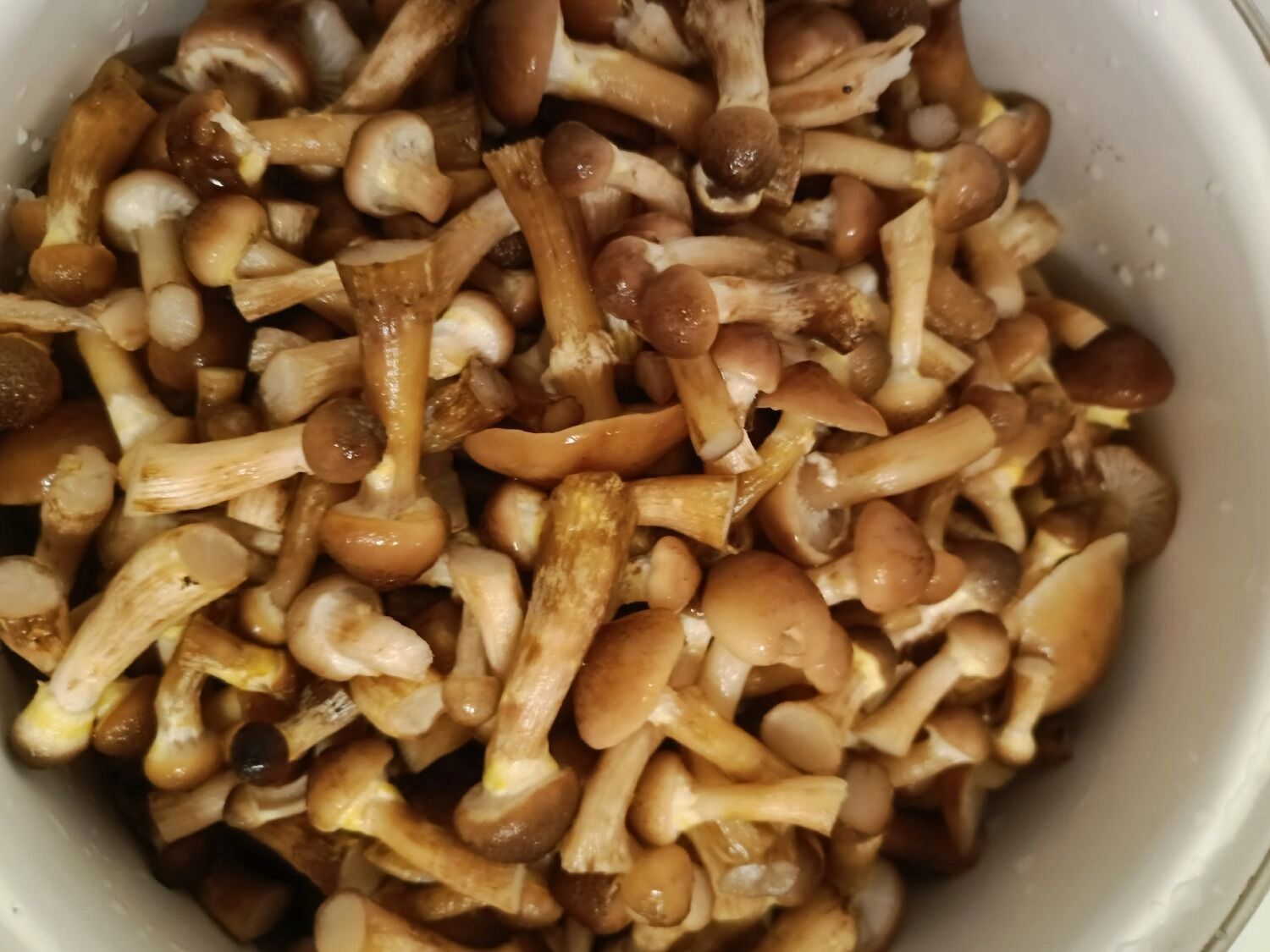 Грибы в Белгородских лесах