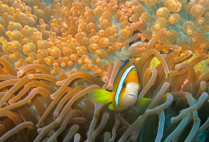 клоун актинии.jpg