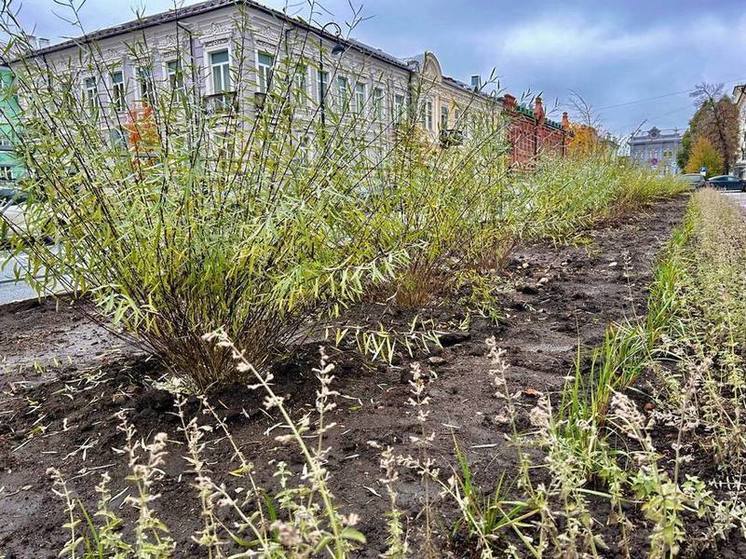 Зеленую зону создали на улице Островского в Казани