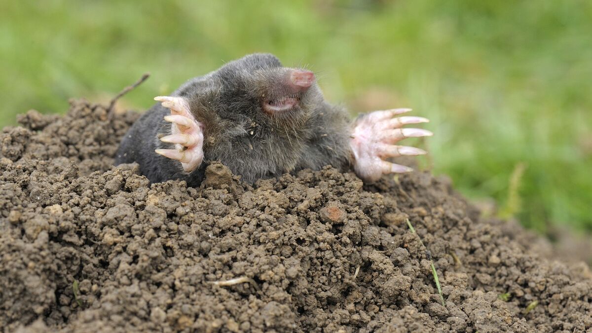 Земляная собака. Крот землеройка слепыш. Крот ест землю. Насекомоядные крот. Как поймать крота на участке самый эффективный способ.