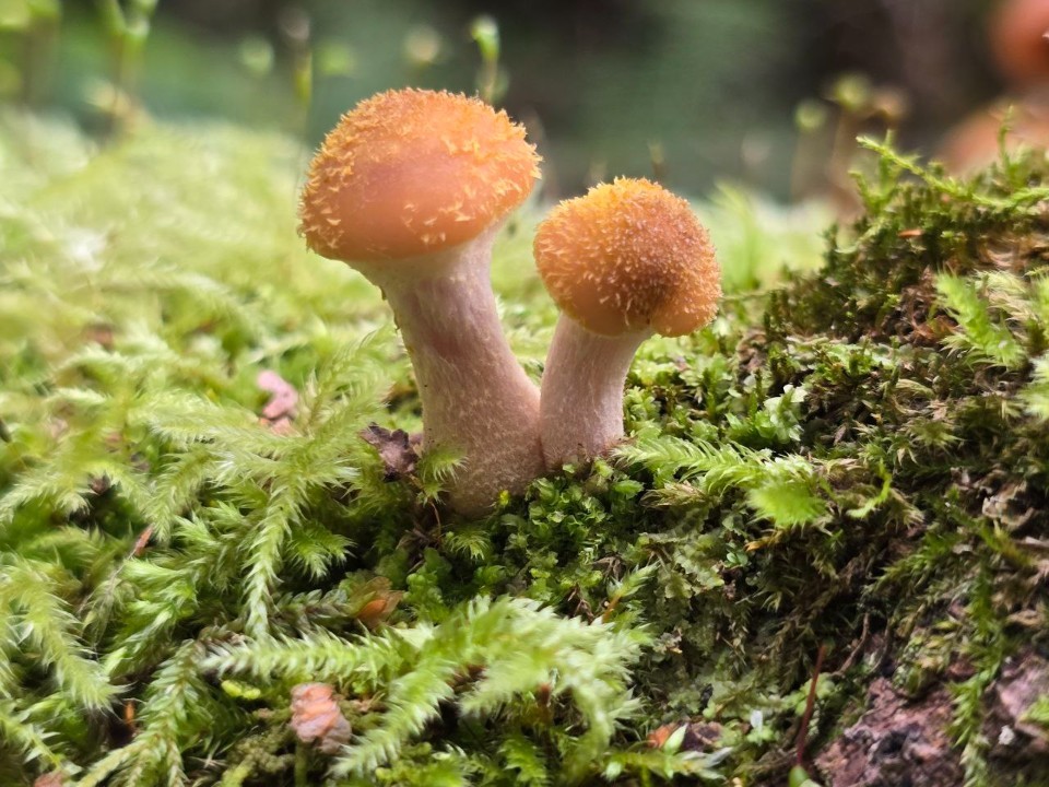 Какие грибы искать в лесах под Сергиевым Посадом в эти выходные