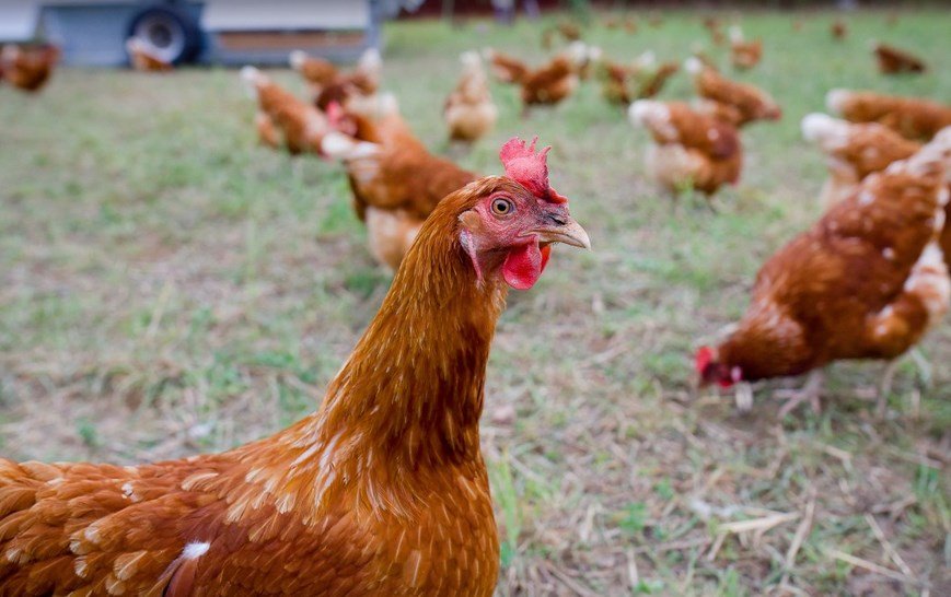 Ассоциация производителей предупредила россиян о скачках цен на мясо птицы