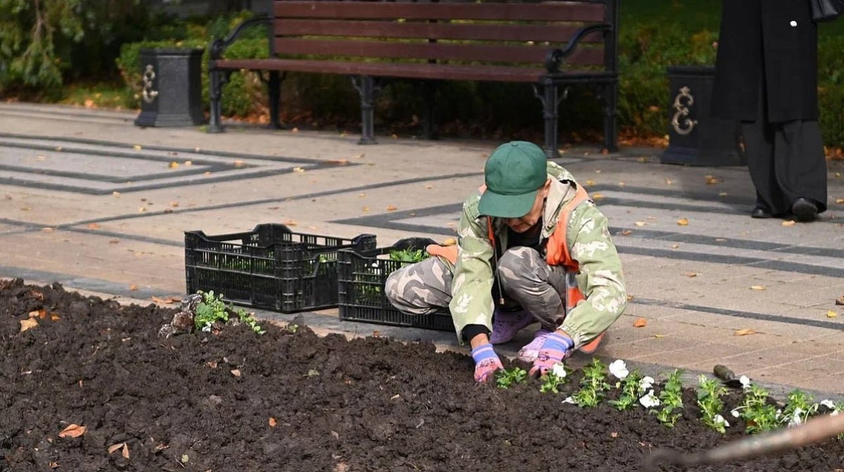 В Краснодаре высадят более 300 тыс. цветов