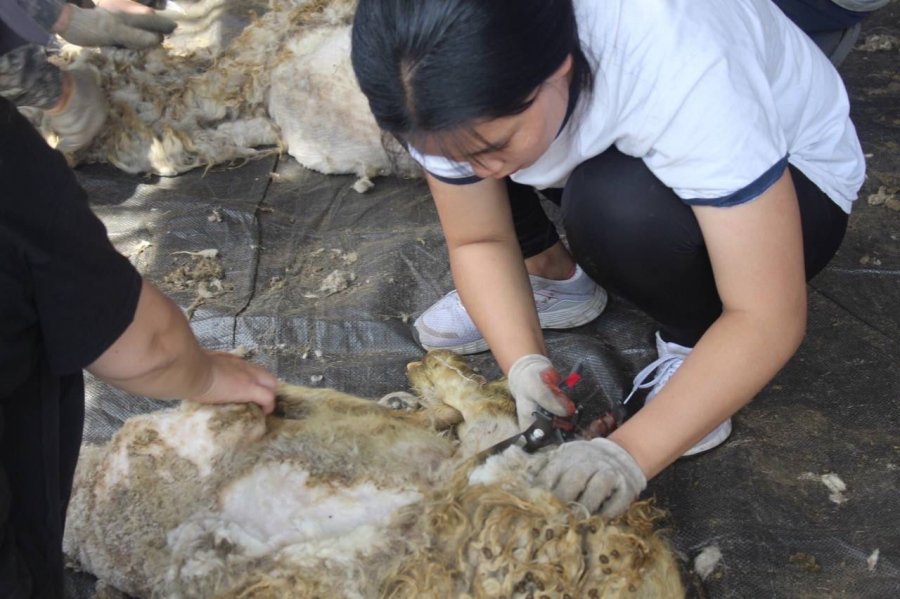 Сенатор Дина Оюн выехала с студентами Тувинского технологического техникума на стрижку овец