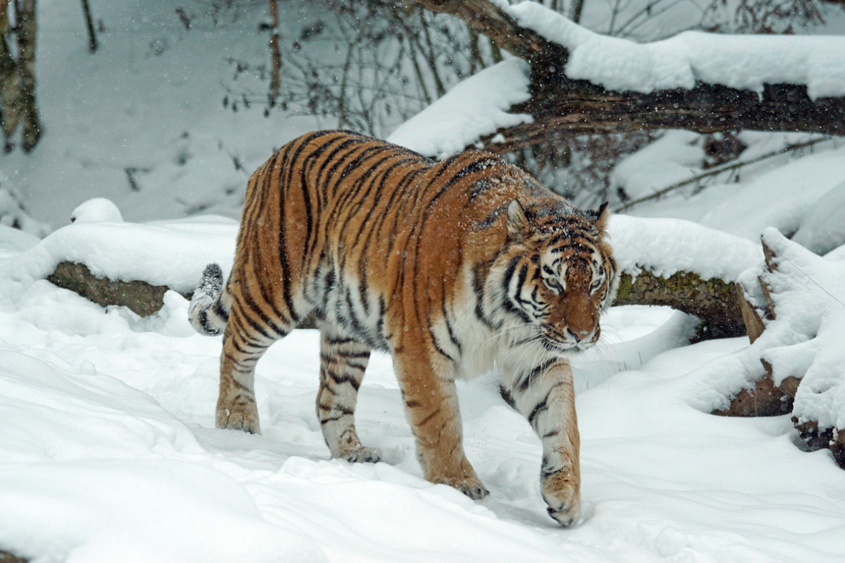 Хабаровский край получил разрешение на отлов тигров в шести районах