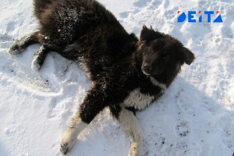Предположительно домашняя собака напала на малолетних детей на центральной площади Арсеньева