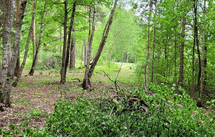 Вырубку леса под формирование дачных участков между Бунырево и Карташево в Алексине остановили