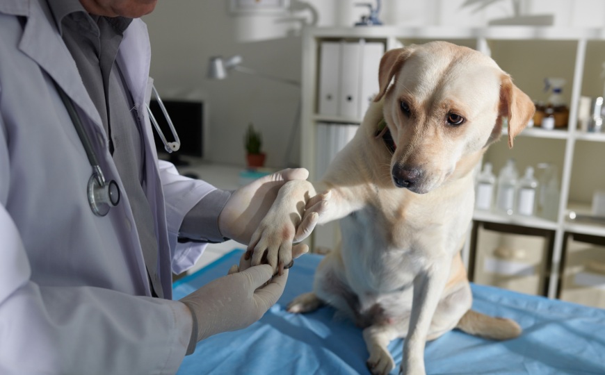 Новообразования у собак. Болезни собак опухоль у хвоста. Рак собака 2024