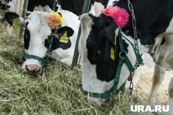 Система анализа хромоты коров — одна из последних разработок АПК