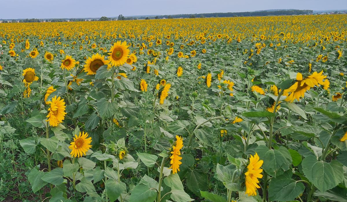 Аграрии Челябинской области собрали рекорд масличных