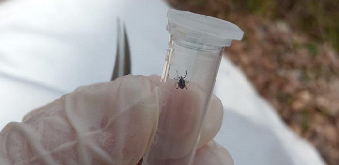 Клещи все еще опасны: за неделю пострадали 14 детей
