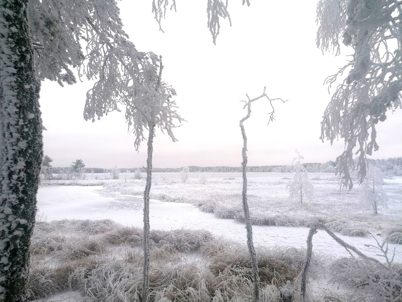 С севера подул студеный ветер. Деревья в зимнем лесу. В ожидании зимы. Зима в Карелии фото. Леса Карелии зимой.
