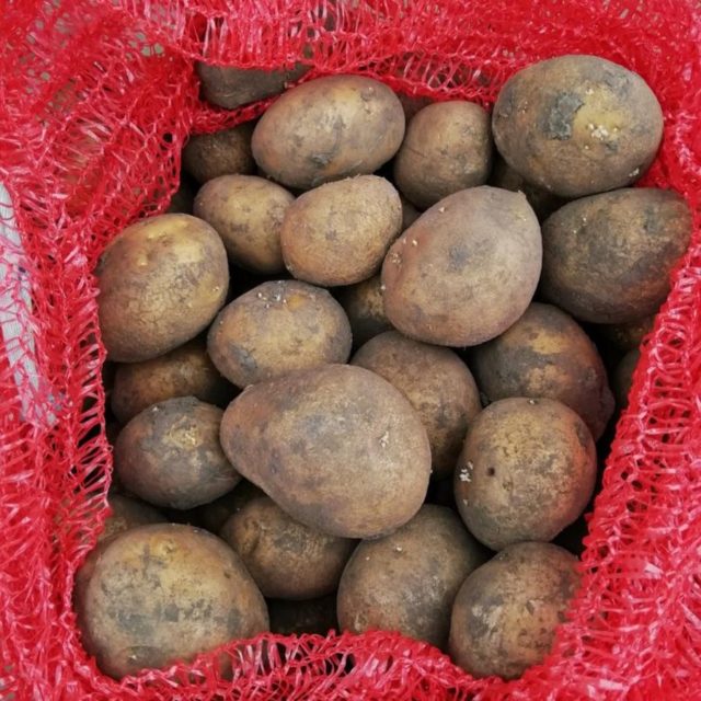 Лучшие сорта картофеля для Южного и Среднего Урала: семенного, новые, отзывы