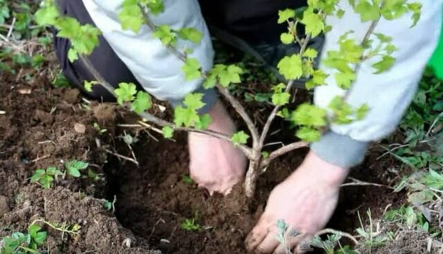 Смородина черная Севчанка: описание сорта, фото, отзывы садоводов