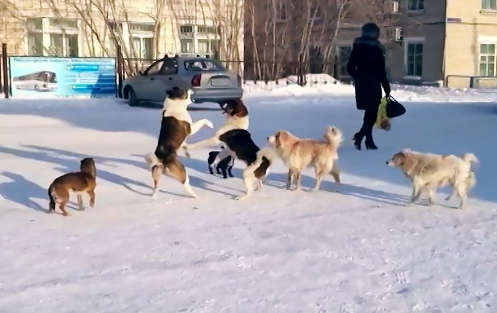 собака нападает на женщину. стая бродячих собак нападает. кошка набросилась на собаку. бездомные собаки в якутске загрызли. бродячие собаки.