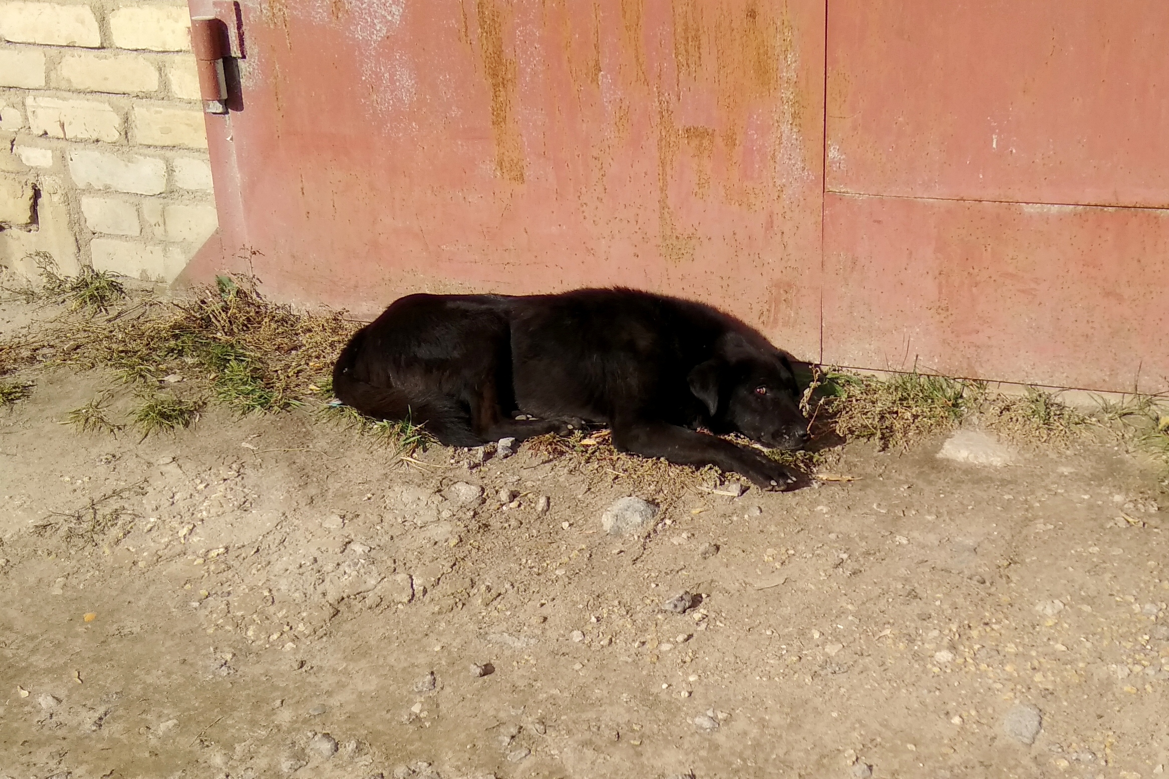 липецк бродячие собаки