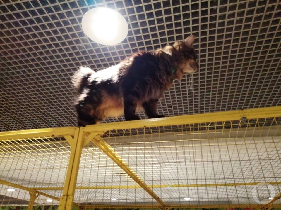 выставка кошек псков 2022. приют для кошек. выставка кошек в орле 2023. выставка кошек волгоград европа сити молл. выставка кошек пермь 2022 пермская ярмарка.