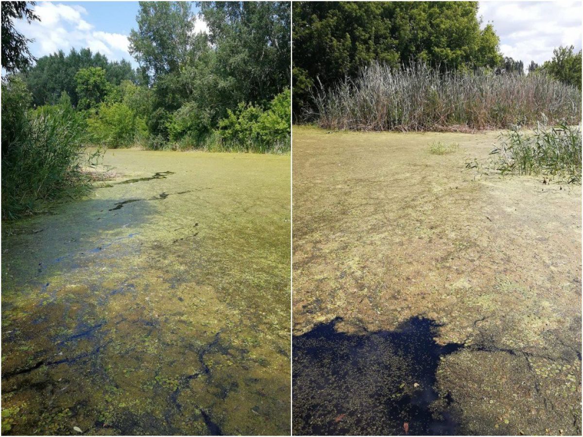 Экологи проверят состояние реки Чигла после публикации «Воронежских новостей»