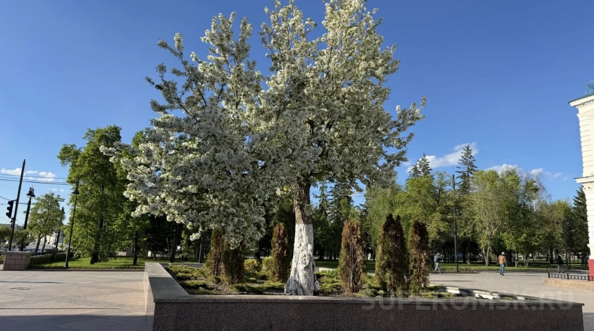 В Омске зацвела 133-летняя яблоня – свидетельница дореволюционной эпохи