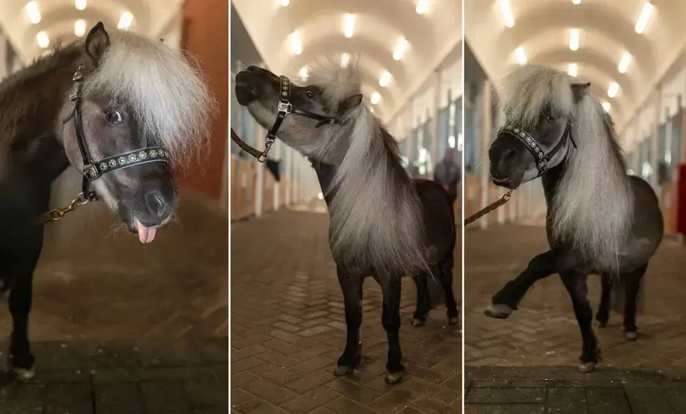 Оседлать Конька-Огонька