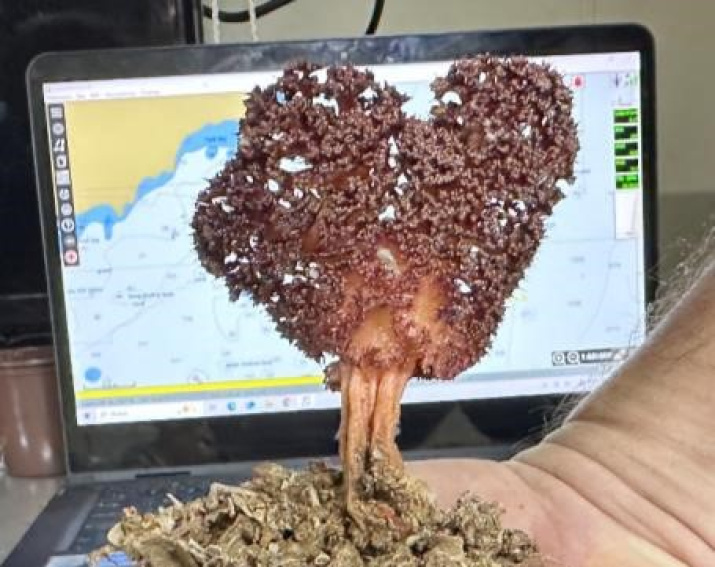 «Сердце», поднятое телегрейфером ДГ-1