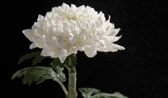 Легенда оперы замолчала: мир прощается с иконой сцены