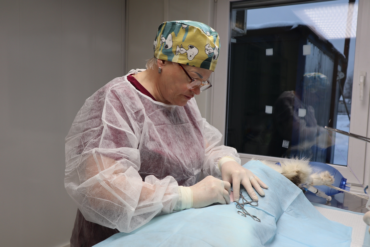 Дни льготной стерилизации животных в 2026 году