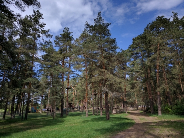 Во Владимирской области выбрали лучшее место для лесного пикника