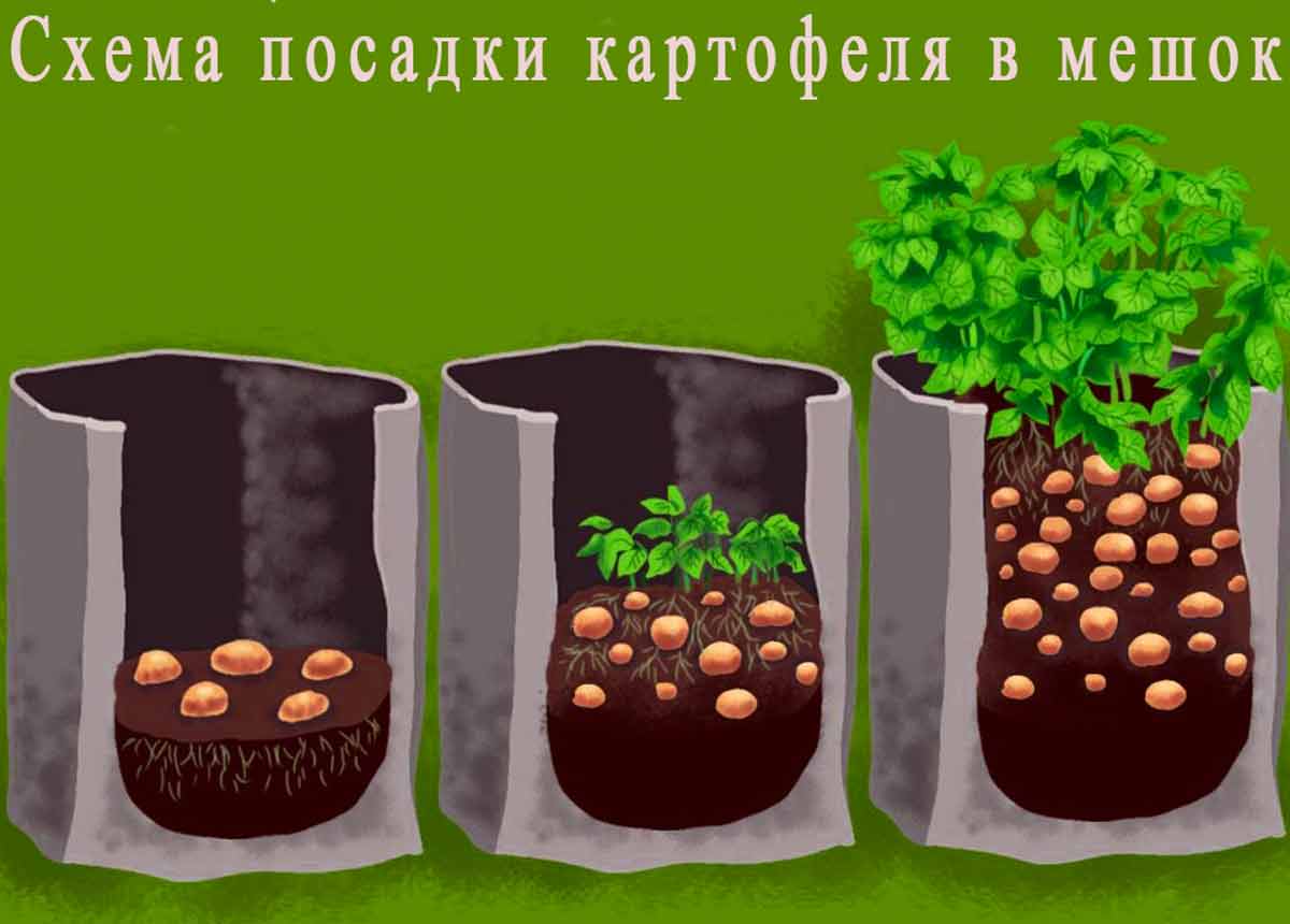 Выращивание картофеля домашних условиях. Посадка картофеля в мешках. Сажаем картошку в мешках. Вырастить картофель в мешке. Способы посадки картофеля.