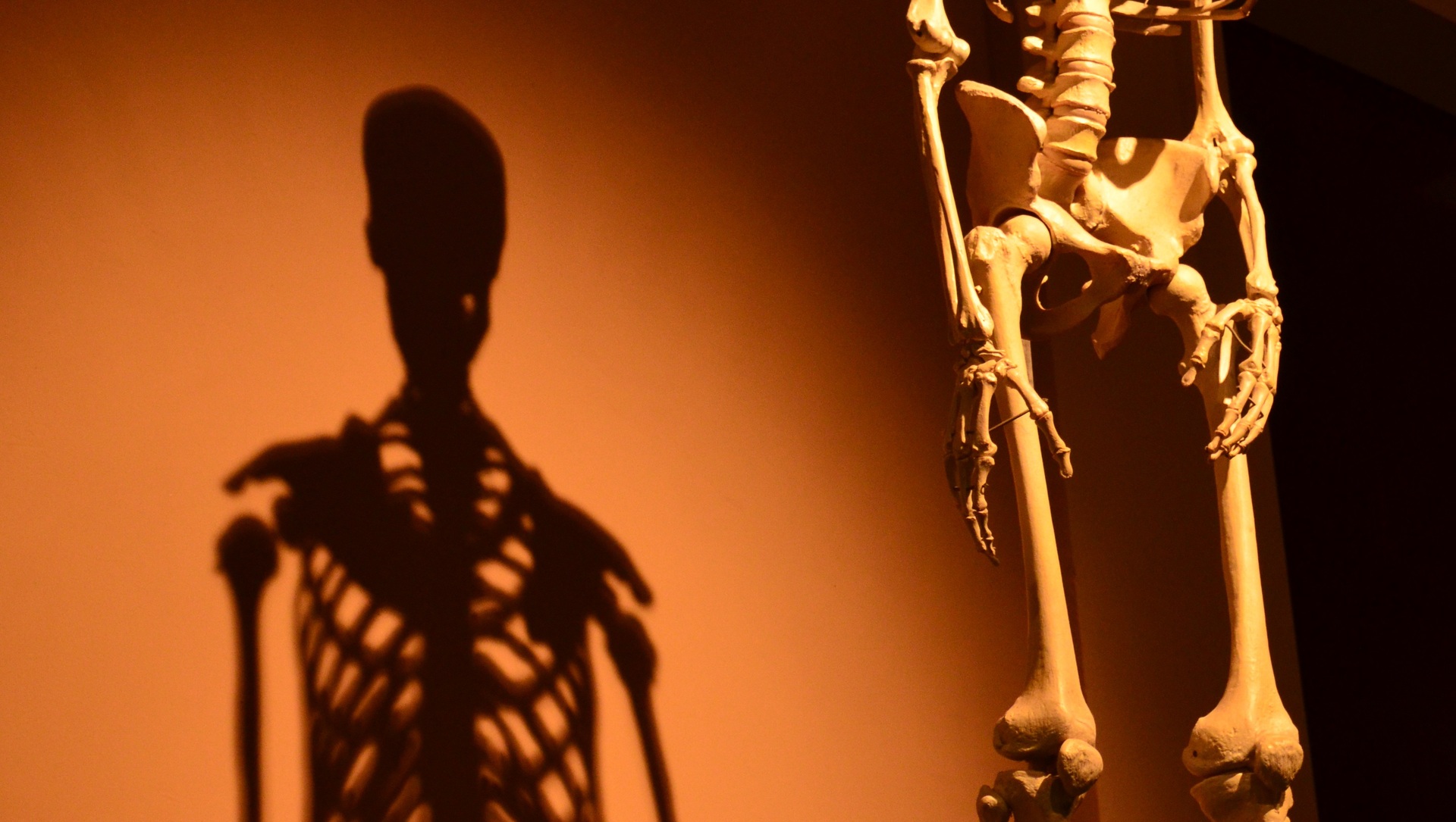 Крепкие кости. Фото скелета с биноклем.