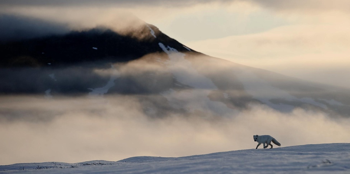 Рассылка «ПОРА в Арктику! GoArctic!» – выпуск от 9 ноября 2024 года