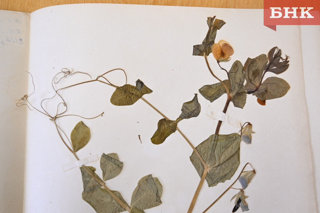 «Легенды Коми»: в Нацмузее хранят столетние растения