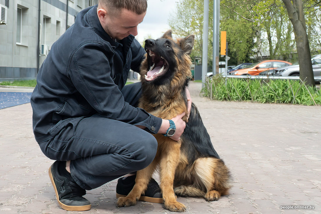 Пес поет в наушниках. Как собака. Собака с микрофоном. Собака дает интервью. Кошечка бизнес леди.