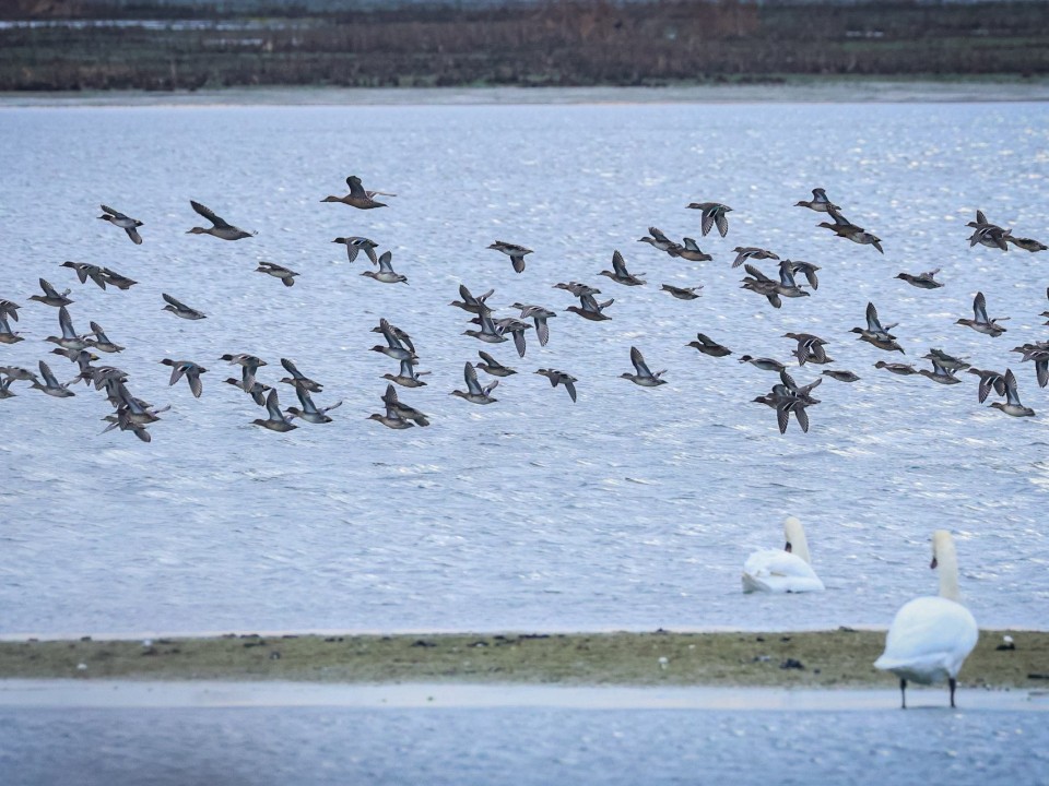 Птичье столпотворение: орнитологи зафиксировали «пробку» из сотен птиц на местных прудах