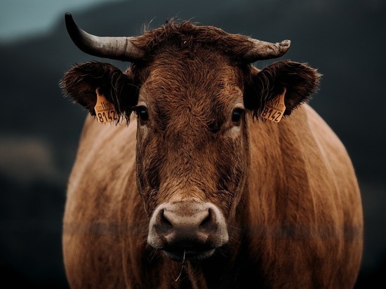 Корова зараженная бешенством обнаружена в коровнике кибуца Снир