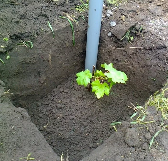 Виноград Мускат розовый ранний: описание сорта, фото, отзывы