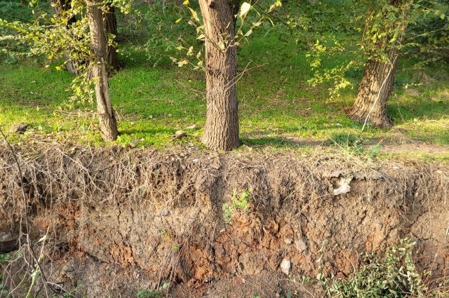 Общественники жалуются, что в парке «Дружба» во время работ повредили корни деревьев.